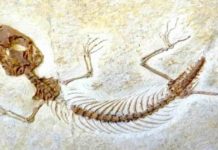 Researchers discover overlooked Jurassic Park of lizards The fossil of Jurassic lizard Eichstaettisaurus. Credit: Jorge Herrera Flores