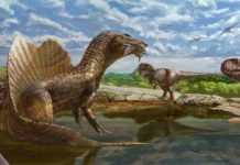 Bizarre meat-eating dinosaur joins ‘Rogues’ Gallery’ of giant predators from classic fossil site in Egypt’s Sahara Desert Andrew McAfee, Carnegie Museum of Natural History