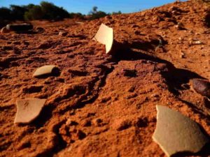   Genyornis eggshell recently exposed by wind erosion of sand dune in which it was buried, South Australia. Credit: Gifford Miller