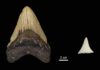 Great white sharks may have contributed to megalodon extinction Tooth size comparison between extinct Early Pliocene Otodus megalodon tooth and a modern great white shark. © MPI for Evolutionary Anthropology