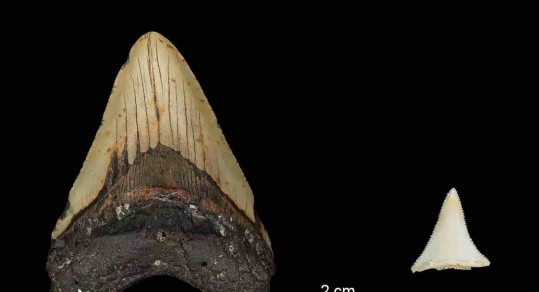 Tooth size comparison between extinct Early Pliocene Otodus megalodon tooth and a modern great white shark. © MPI for Evolutionary Anthropology