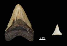 Great white sharks may have contributed to megalodon extinction Tooth size comparison between extinct Early Pliocene Otodus megalodon tooth and a modern great white shark. © MPI for Evolutionary Anthropology