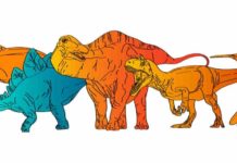 Hot-blooded T. rex and cold-blooded Stegosaurus: Chemical clues reveal dinosaur metabolisms Hot-blooded T. rex and cold-blooded Stegosaurus