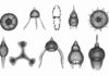 Research shows how Gulf of Mexico escaped ancient mass extinction Examples of radiolarians, a type of microplankton. These tiny lifeforms need normal salinity seawater with plenty of nutrients including silica to grow and maintain their glassy shells. Researchers at the University of Texas Institute for Geophysics found fossilized radiolarians in geologic samples dating back 56 million years, proving that life persisted in the Gulf of Mexico despite global warming that left many oceans barren. Credit: U.S. Geological Survey
