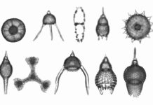 Examples of radiolarians, a type of microplankton. These tiny lifeforms need normal salinity seawater with plenty of nutrients including silica to grow and maintain their glassy shells. Researchers at the University of Texas Institute for Geophysics found fossilized radiolarians in geologic samples dating back 56 million years, proving that life persisted in the Gulf of Mexico despite global warming that left many oceans barren. Credit: U.S. Geological Survey