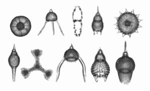 Examples of radiolarians, a type of microplankton. These tiny lifeforms need normal salinity seawater with plenty of nutrients including silica to grow and maintain their glassy shells. Researchers at the University of Texas Institute for Geophysics found fossilized radiolarians in geologic samples dating back 56 million years, proving that life persisted in the Gulf of Mexico despite global warming that left many oceans barren. Credit: U.S. Geological Survey