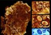 Middle: Microscopic plankton cell-wall coverings preserved as “ghost” fossil impressions, pressed into the surface of ancient organic matter (183 million years old). Th