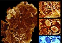 Scientists have discovered a new type of fossilization Middle: Microscopic plankton cell-wall coverings preserved as “ghost” fossil impressions, pressed into the surface of ancient organic matter (183 million years old). Th