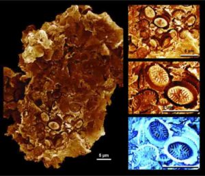 Middle: Microscopic plankton cell-wall coverings preserved as “ghost” fossil impressions, pressed into the surface of ancient organic matter (183 million years old). Th