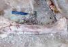 A new giant dinosaur gives insight into why many prehistoric meat-eaters had such tiny arms Articulated left tibia and pes