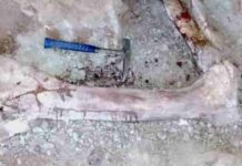 A new giant dinosaur gives insight into why many prehistoric meat-eaters had such tiny arms Articulated left tibia and pes