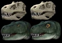 Dinosaurs evolved different eye socket shapes to allow stronger bites Skull and life reconstruction of Tyrannosaurus rex with original eye socket and eye (left) and hypothetical reconstruction with circular eye socket and enlarged eye (right). (Image credit: Dr Stephan Lautenschlager, University of Birmingham).