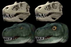 Skull and life reconstruction of Tyrannosaurus rex with original eye socket and eye (left) and hypothetical reconstruction with circular eye socket and enlarged eye (right). (Image credit: Dr Stephan Lautenschlager, University of Birmingham).