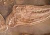 Fossils of giant sea lizard that ruled the oceans 66 million years ago discovered Thalassotitan atrox grew up to 12 metres (40 feet) and was at the top of the food chain.