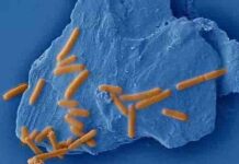 Mineral-microbe interactions play important roles in geological and environmental processes An anaerobic, motile, gram-positive bacterium adheres to the molybdenite (MoS2) surface to uptake the trace elements from the mineral structure for cell synthesis. Credit: Science China Press