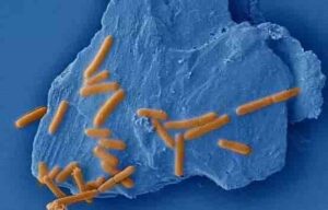 An anaerobic, motile, gram-positive bacterium adheres to the molybdenite (MoS2) surface to uptake the trace elements from the mineral structure for cell synthesis. Credit: Science China Press