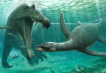 Plesiosaur fossils found in the Sahara suggest they weren’t just marine animals Plesiosaurus and spinosaurus may have both inhabited freshwater rivers
