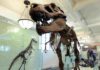 Study refutes claim that T. rex was three separate species Paleontologists originally thought that T. rex had three claws, but later determined that it only had two. R. Mickens/©AMNH