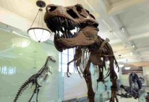 Study refutes claim that T. rex was three separate species Paleontologists originally thought that T. rex had three claws, but later determined that it only had two. R. Mickens/©AMNH