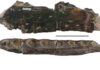 The speed at which spinosaurid dinosaur teeth were replaced accounts for their overabundance in Cretaceous sites Spinosaurid dinosaurs teeth