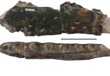 The speed at which spinosaurid dinosaur teeth were replaced accounts for their overabundance in Cretaceous sites Spinosaurid dinosaurs teeth