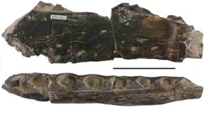 Spinosaurid dinosaurs teeth 