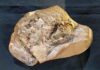 380-million-year-old heart discovered The Gogo fish fossil where the 380-million-year-old, 3D preserved heart was discovered by researchers. Pictured at the WA Museum. Credit: Yasmine Phillips, Curtin University