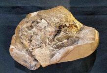 380-million-year-old heart discovered The Gogo fish fossil where the 380-million-year-old, 3D preserved heart was discovered by researchers. Pictured at the WA Museum. Credit: Yasmine Phillips, Curtin University
