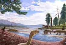 Discovery and naming of Africa’s oldest known dinosaur Artistic reconstruction of Mbiresaurus raathi (in the foreground) with the rest of the Zimbabwean animal assemblage in the background. It includes two rhynchosaurs (at front right), an aetosaur (at left), and a herrerasaurid dinosaur chasing a cynodont (at back right). Illustration courtesy of Andrey Atuchin.