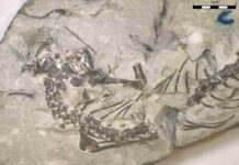 Discovery of extinct prehistoric reptile that lived among dinosaurs Fossil of Opisthiamimus gregori Fossil skeleton of the new lizard-like reptile Opisthiamimus gregori. The fossil was discovered in the Morrison Formation of the Bighorn Basin, north-central Wyoming, and dates to the Late Jurassic Period, approximately 150 million years ago. Credit: David DeMar for the Smithsonian Institution.