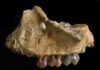 Early gibbon fossil found in southwest China: Discovery fills evolutionary history gap of apes The upper jaw of the infant of Yuanmoupithecus. Image courtesy of Terry Harrison, NYU's Department of Anthropology.