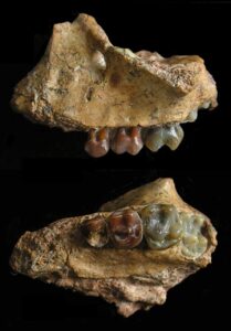 The upper jaw of the infant of Yuanmoupithecus. Image courtesy of Terry Harrison, NYU's Department of Anthropology.