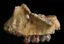 Early gibbon fossil found in southwest China: Discovery fills evolutionary history gap of apes The upper jaw of the infant of Yuanmoupithecus. Image courtesy of Terry Harrison, NYU's Department of Anthropology.