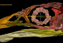 Fossil bird’s skull reconstruction reveals a brain made for smelling and eyes made for daylight Jeholornis. Image courtesy of Han Hu et al.