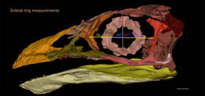 Jeholornis. Image courtesy of Han Hu et al.