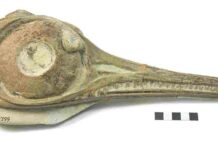 Jurassic ichthyosaurs divided food resources to co-exist, researchers find The skull of Ichthyosaurs Hauffiopteryx typicus from the Strawberry Bank Lagerstätt, one of the specimens that were the subject of this study Credit: Bath Royal Literary and Scientific Institution Collections