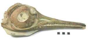 The skull of Ichthyosaurs Hauffiopteryx typicus from the Strawberry Bank Lagerstätt, one of the specimens that were the subject of this study  Credit: Bath Royal Literary and Scientific Institution Collections