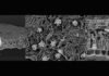 New field of research: Crystal traces in fossil leaves Calcium oxalate crystals - In living plants, calcium oxalate crystals can take on bizarre shapes (from left: hornbeam, button mangrove, Australian nettle) Credit: © Mahdieh Malekhosseini / University of Bonn