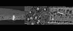 Calcium oxalate crystals - In living plants, calcium oxalate crystals can take on bizarre shapes (from left: hornbeam, button mangrove, Australian nettle) Credit: © Mahdieh Malekhosseini / University of Bonn 