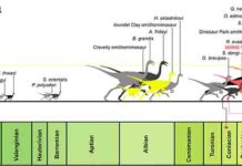 Ostrich-like dinosaurs from Mississippi are among the world’s largest at over 800 kilograms Paleohistological transverse sections of select elements of (A) large- and (B) medium-bodied individuals of the Eutaw ornithomimosaurs, and (C) relative body-size of the Eutaw ornithomimosaurs within known ornithomimosaur taxa through a geological time. Credit: Tsogtbaatar et al., CC-BY 4.0 (https://creativecommons.org/licenses/by/4.0/)