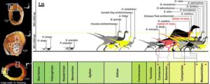 Paleohistological transverse sections of select elements of (A) large- and (B) medium-bodied individuals of the Eutaw ornithomimosaurs, and (C) relative body-size of the Eutaw ornithomimosaurs within known ornithomimosaur taxa through a geological time. Credit: Tsogtbaatar et al., CC-BY 4.0 (https://creativecommons.org/licenses/by/4.0/)