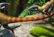 Triassic specimen found to be early relative of pterosaurs a century after its discovery Scleromochlus taylori. Credit: Gabriel Ugueto