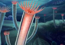 500 million year-old fossils reveal answer to evolutionary riddle Artist's reconstruction of Gangtoucunia aspera as it would have appeared in life on the Cambrian seafloor, circa 514 million years ago. The individual in the foreground has part of the skeleton removed to show the soft polyp inside the skeleton. Reconstruction by Xiaodong Wang.