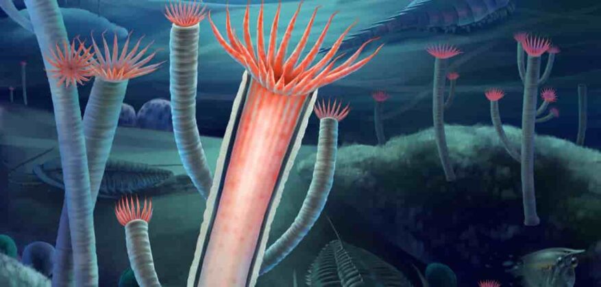 500 million year-old fossils reveal answer to evolutionary riddle ...