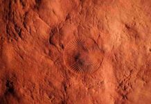 Geobiologists shine new light on Earth’s first known mass extinction event 550 million years ago Impressions of the Ediacaran fossils Dickinsonia (at center) with the smaller anchor shaped Parvancorina (left) in sandstone of the Ediacara Member from the Nilpena Ediacara National Park in South Australia. Photo courtesy of Scott Evans.