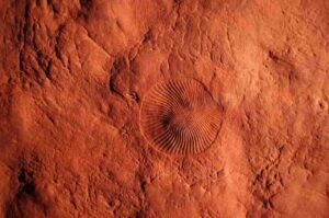 Impressions of the Ediacaran fossils Dickinsonia (at center) with the smaller anchor shaped Parvancorina (left) in sandstone of the Ediacara Member from the Nilpena Ediacara National Park in South Australia. Photo courtesy of Scott Evans. 