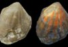 Glowing fossils: Fluorescence reveals color patterns of earliest scallops Scallop Pleuronectites from the Triassic period with fluorescent colour pattern; left under normal light, right under UV light. Photo: Klaus Wolkenstein