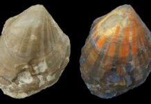 Glowing fossils: Fluorescence reveals color patterns of earliest scallops Scallop Pleuronectites from the Triassic period with fluorescent colour pattern; left under normal light, right under UV light. Photo: Klaus Wolkenstein