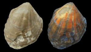 Scallop Pleuronectites from the Triassic period with fluorescent colour pattern; left under normal light, right under UV light.Photo: Klaus Wolkenstein