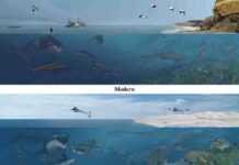 New pterosaur species found in sub-Saharan Africa SMU paleontologists helped find a new species of pterosaurs in Angola, where fossils of other large marine animals have been found. E. otyikokolo can be seen flying above the ocean in the ancient picture. Artwork by Karen Carr Studio.